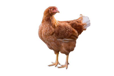 Close-up of a bird against white background