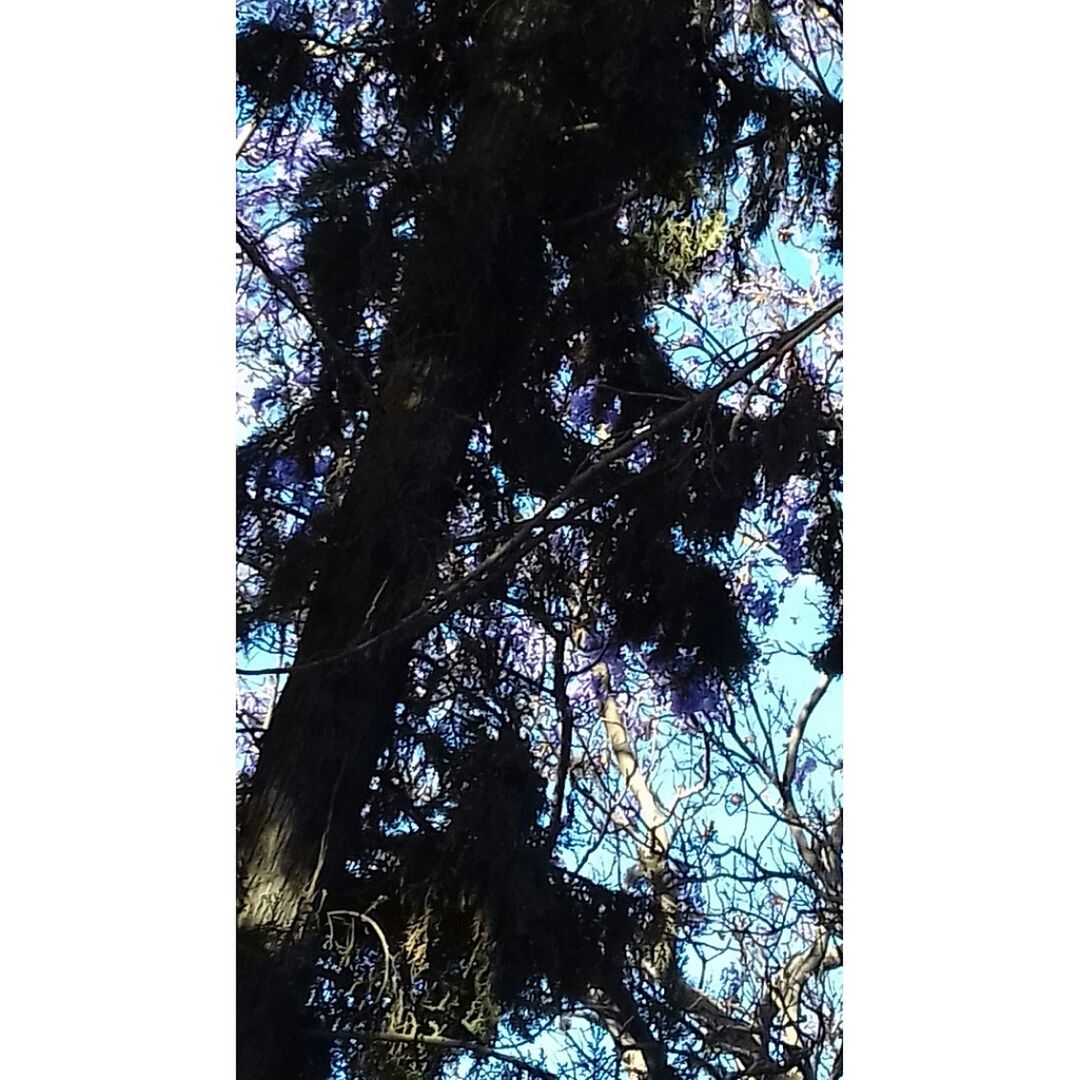 tree, tree trunk, low angle view, day, no people, nature, growth, branch, outdoors, clear sky, beauty in nature, sky