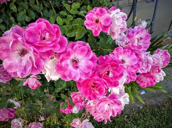 Close-up of pink flowers