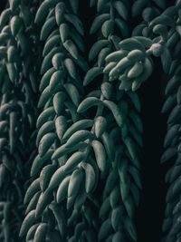 Full frame shot of plants