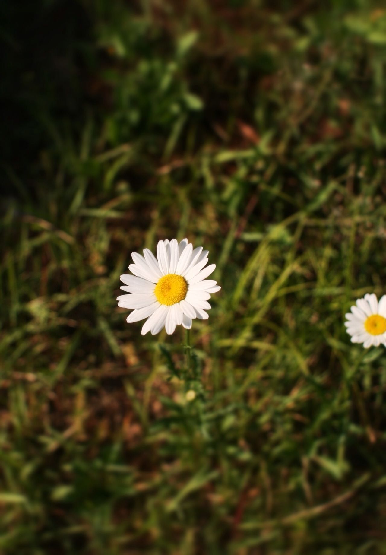 Chrysanthemum