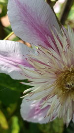 Close-up of purple flowering plant