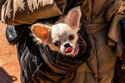 Midsection of person carrying chihuahua in bag