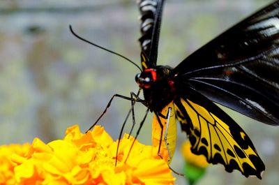 Close-up of butterfly on yellow flower