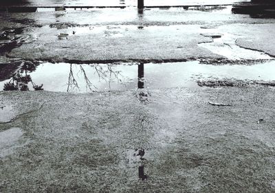 Reflection of trees in puddle