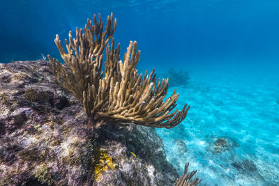 Coral reef scuba diving in sea ocean of curacao