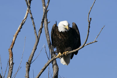 Low angle view of eagle perching on branch against sky