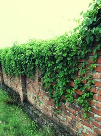 Close-up of ivy growing on tree