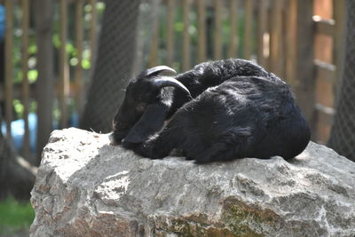 Black goat on rock