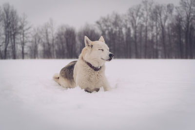 Dog on field during winter