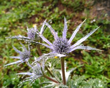 Close-up of water drops on dandelion flower