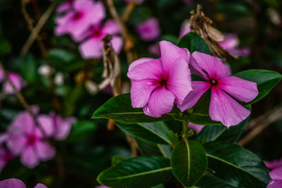 Close-up of pink flowering plant