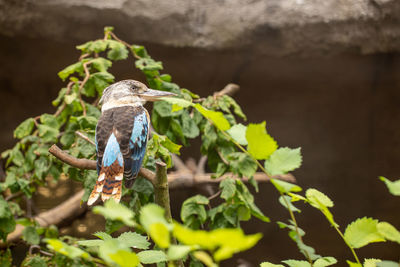 View of bird perching on branch