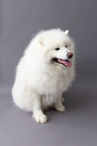 Three-quarter view of stunning samoyed dog sitting on grey seamless background with mouth open