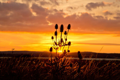 Scenic view of field against sky during sunset