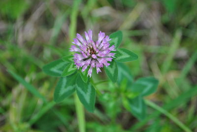 Close-up of purple flower blooming outdoors