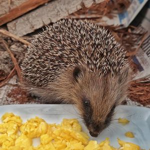 Close-up of hedgehog eating food