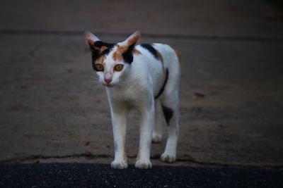 Portrait of cat sitting outdoors