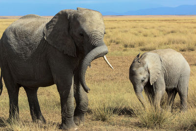 Elephant and calf on grassy field