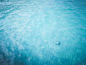 High angle view of fish swimming in sea