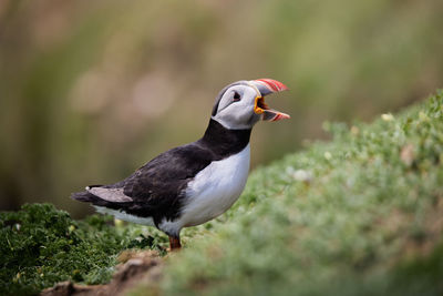 Close-up of bird perching on a plant