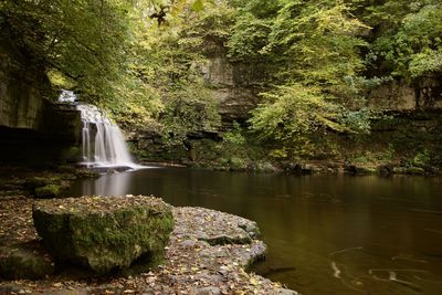 Scenic view of waterfall in forest