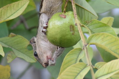 Close-up of insect on branch