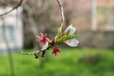 Almond blossom on tree