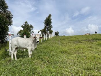 pasture