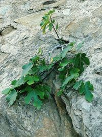 Close-up of ivy growing on tree