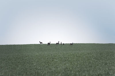 Herd of deer in field