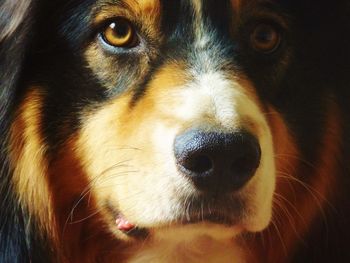 Close-up portrait of dog