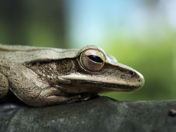 Close-up of frog on rock 