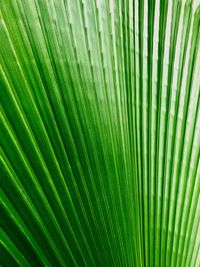 Full frame shot of palm tree leaf