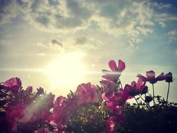 Low angle view of pink flowers against sky