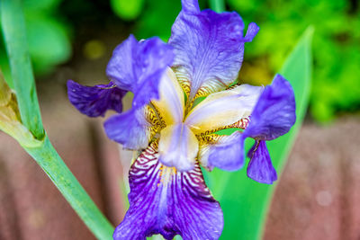 Close-up of purple iris flowers