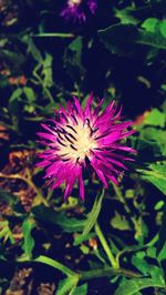 Close-up of purple flower blooming outdoors