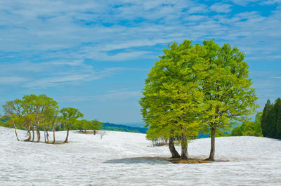 Trees on snow against sky