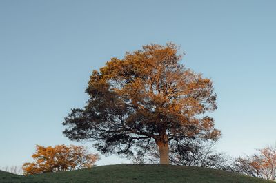 Low angle view of maple tree against clear sky