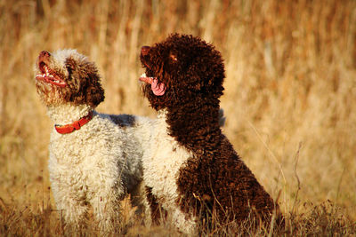 Two happy dogs