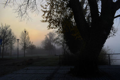 Trees in park against sky