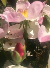 Close-up of pink rose blooming