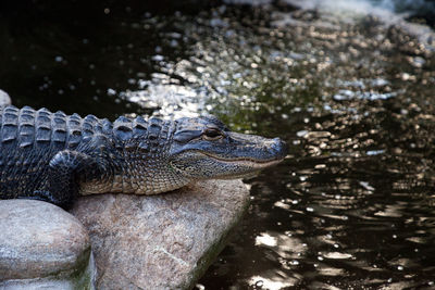 Close-up of crocodile in water