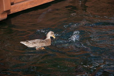 High angle view of duck swimming in lake