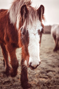 Close-up of horse standing on field