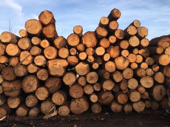 Stack of logs in forest