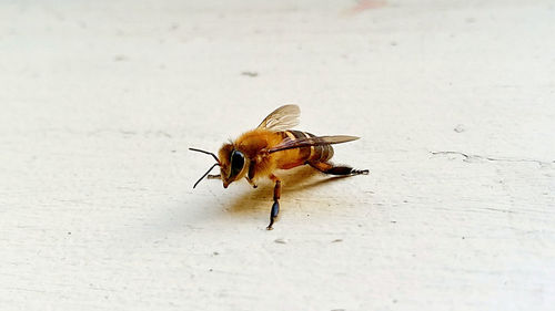 Close-up of fly