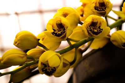 Close-up of yellow flowering plant