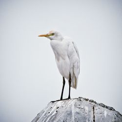 High angle view of gray heron perching against clear sky