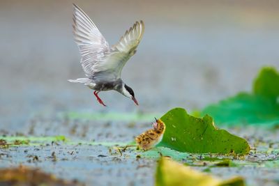 Bird flying over sea